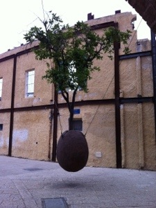 tree in a hanging pot, old jaffa