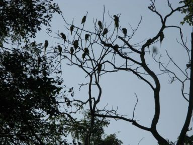parakeets roosting